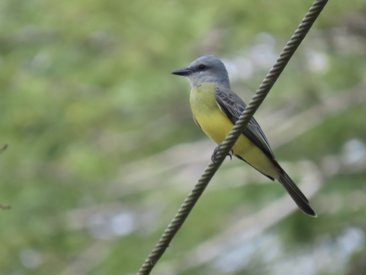 Tropical Kingbird - ML646671965