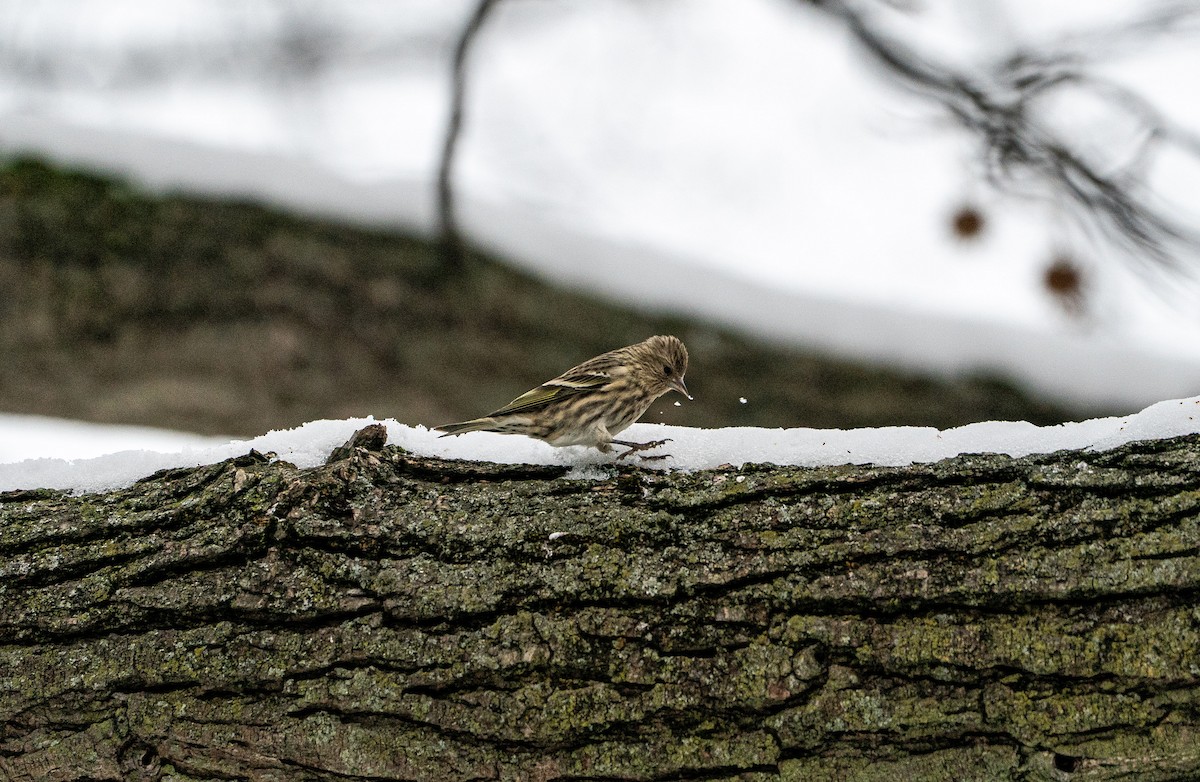 Pine Siskin - ML646671966