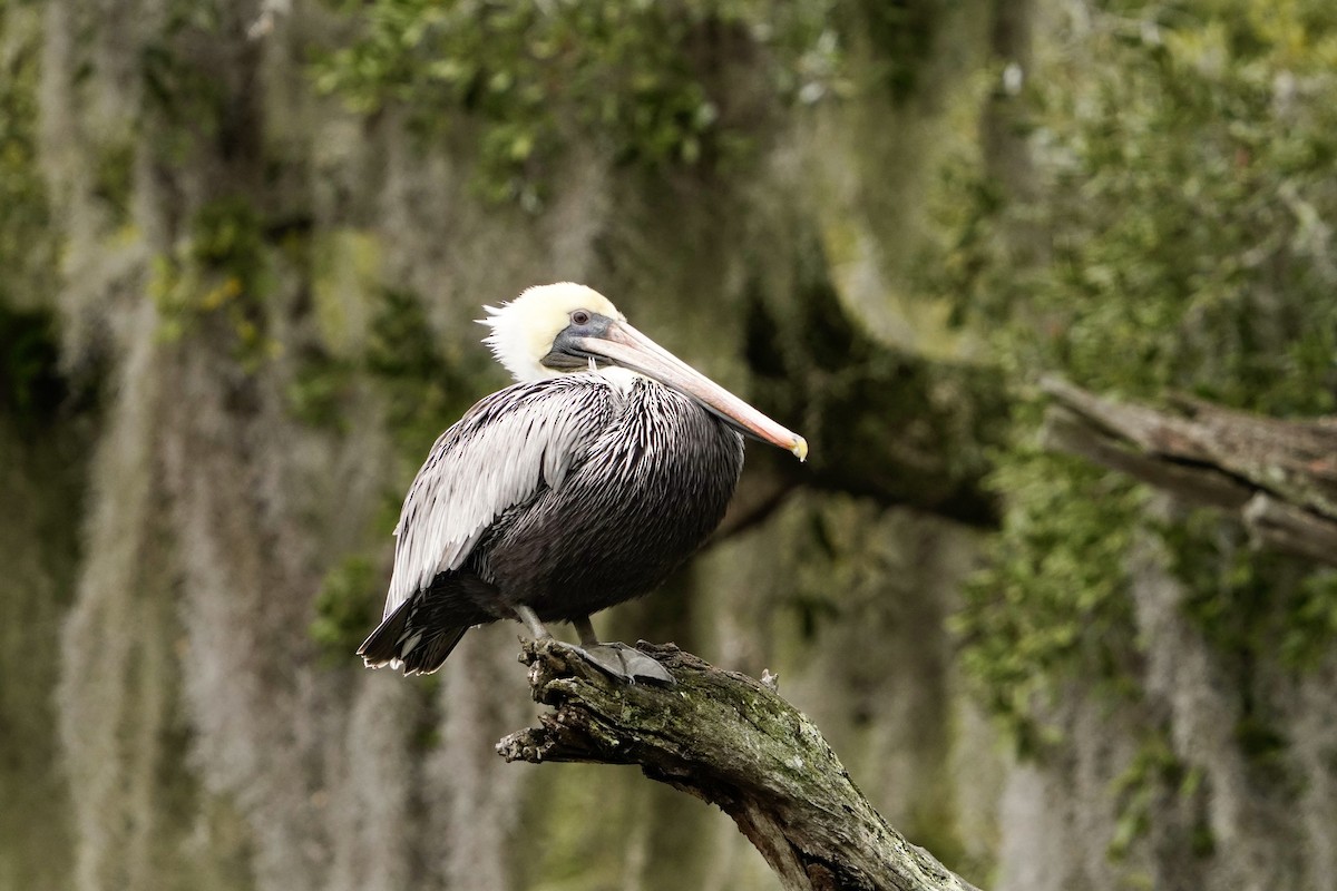 Brown Pelican - ML646671968