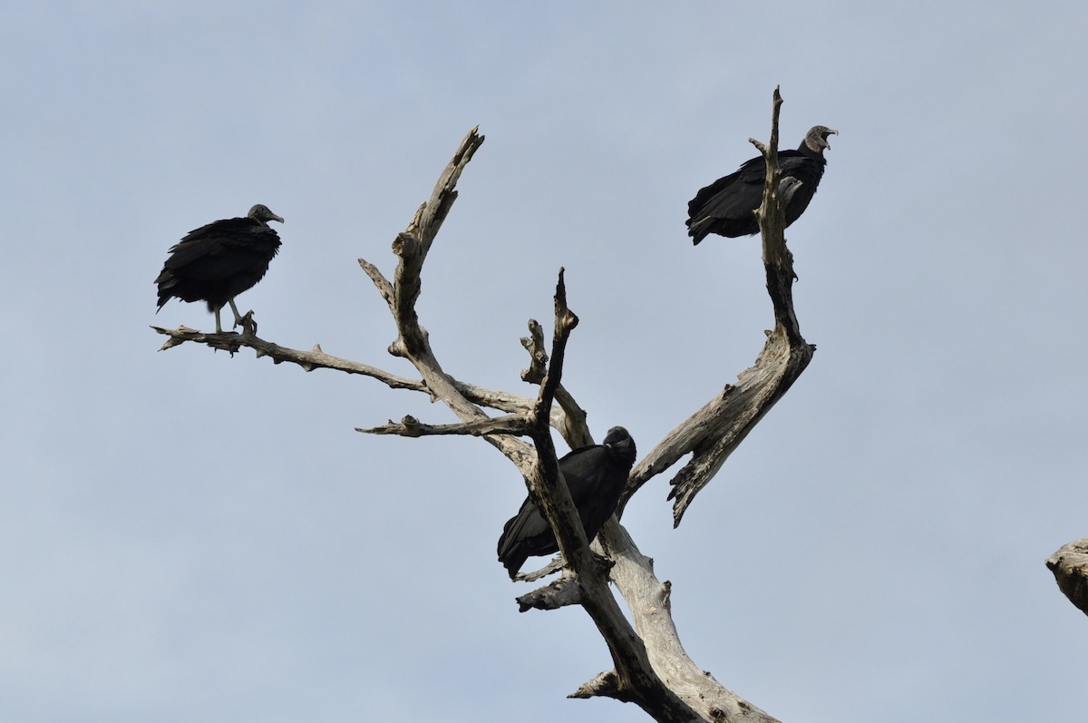 Black Vulture - ML646671975