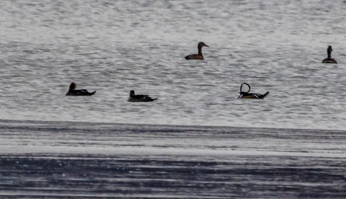 Harle couronné - ML646671976