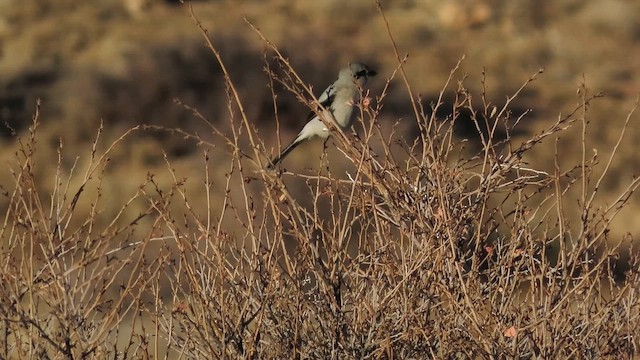 חנקן צפוני - ML646671978
