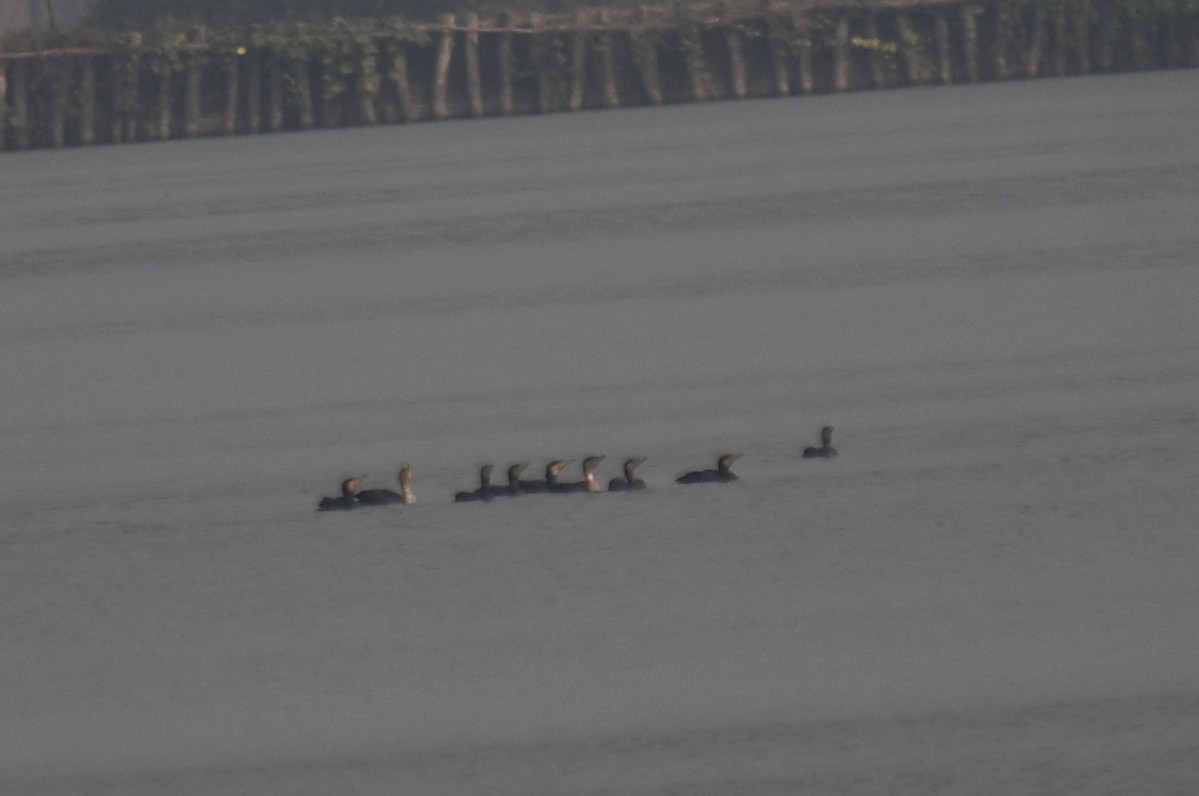 Great Cormorant - ML646671979