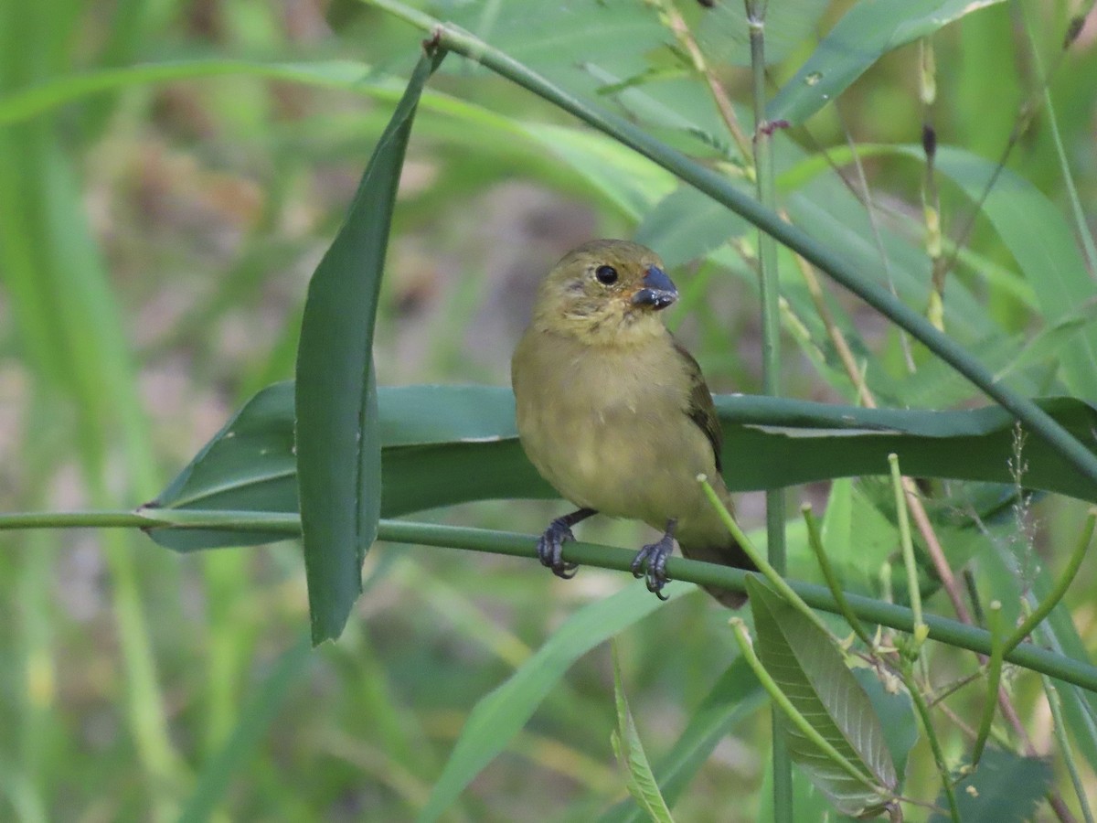 Blue-black Grassquit - ML646671983