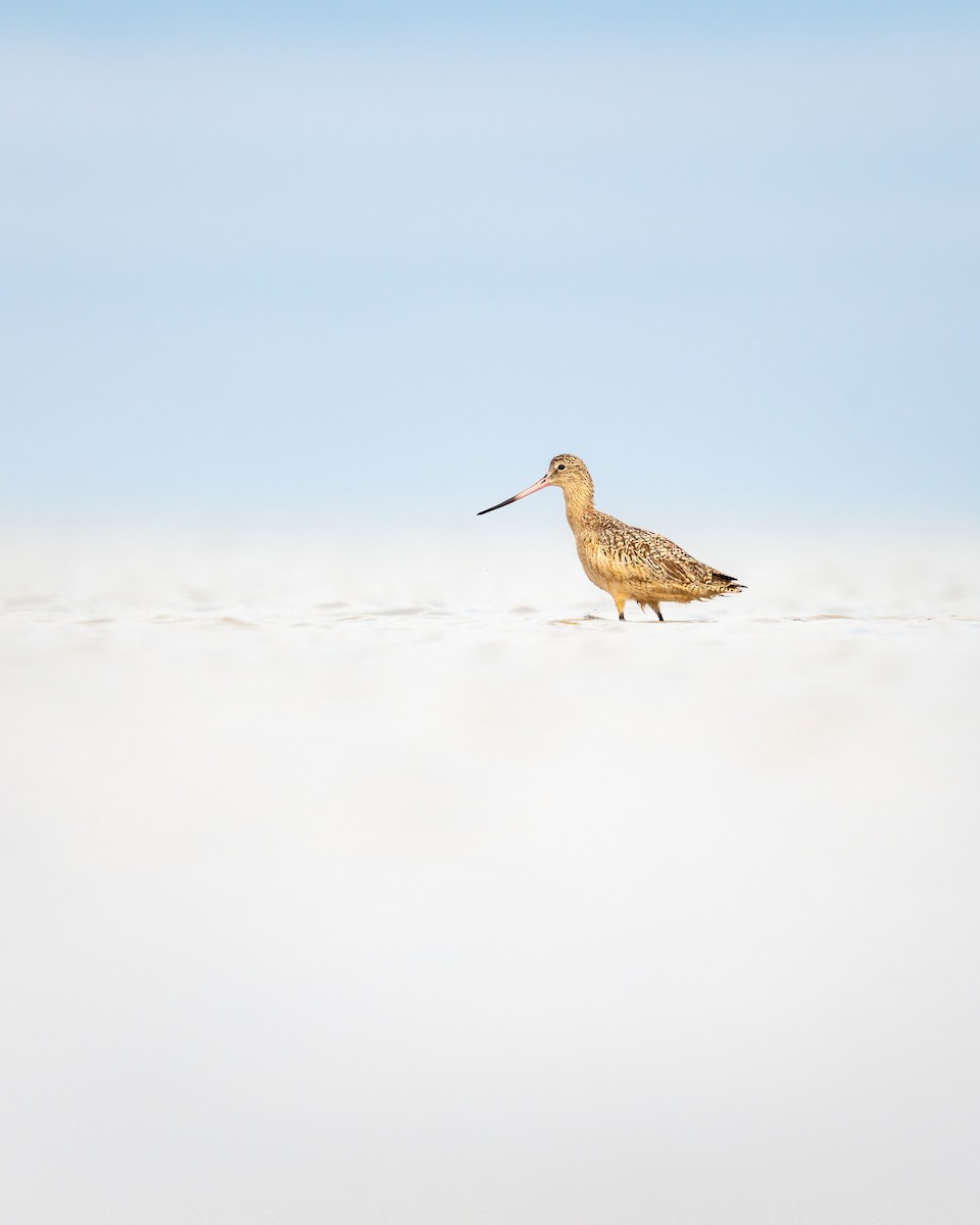 Marbled Godwit - ML646671984
