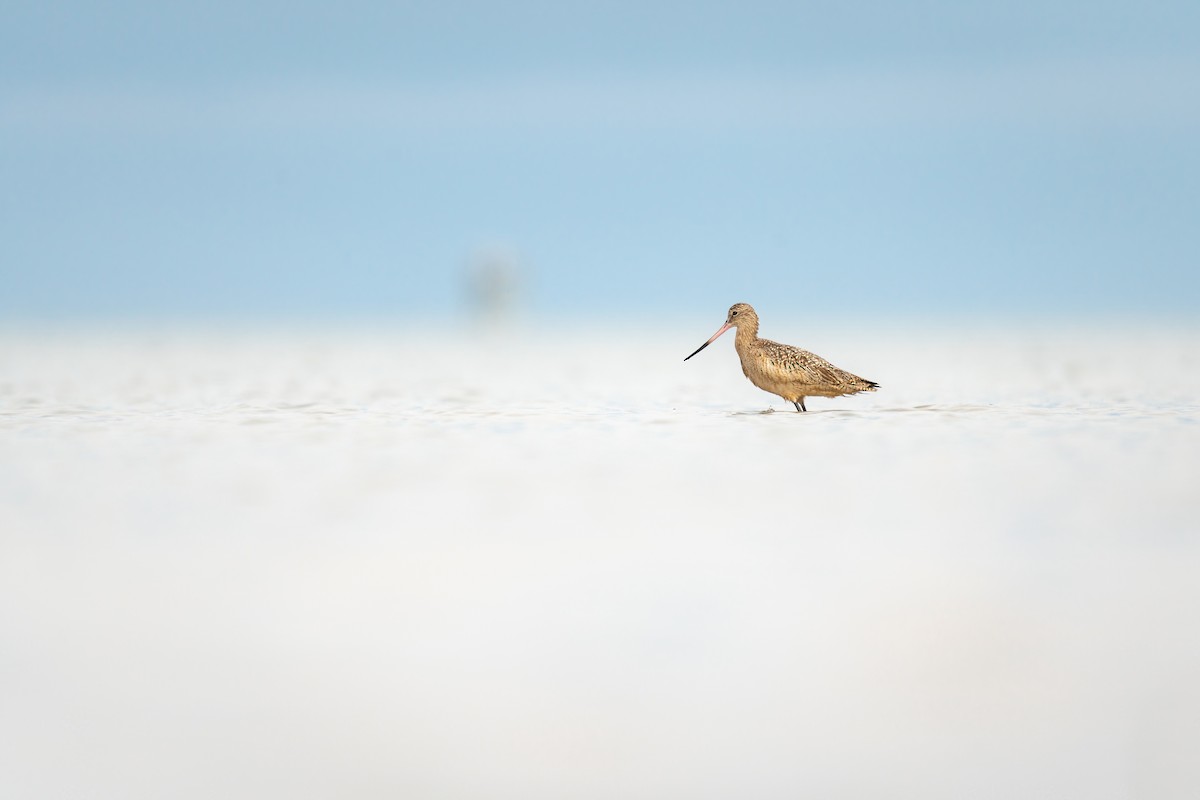 Marbled Godwit - ML646671985