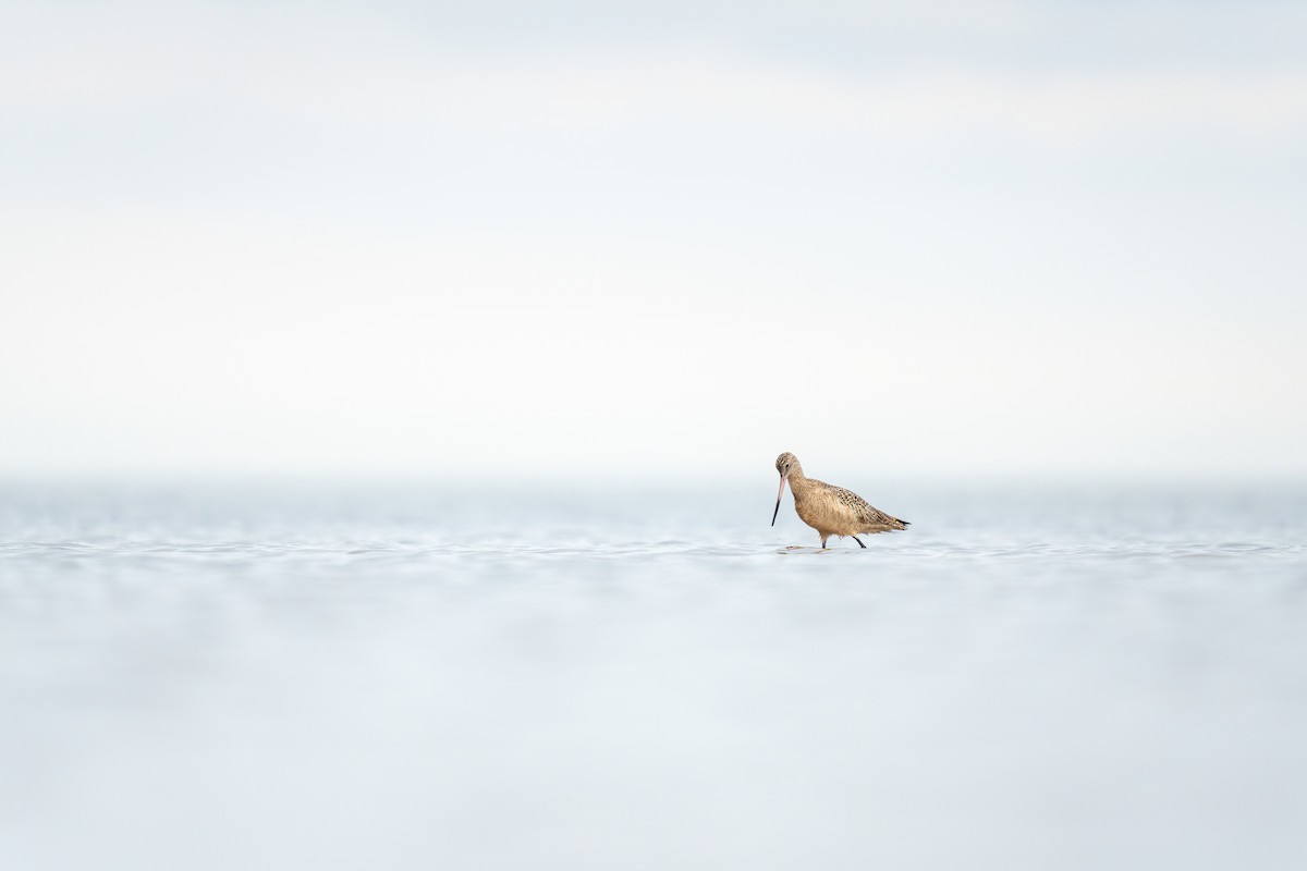 Marbled Godwit - ML646671986