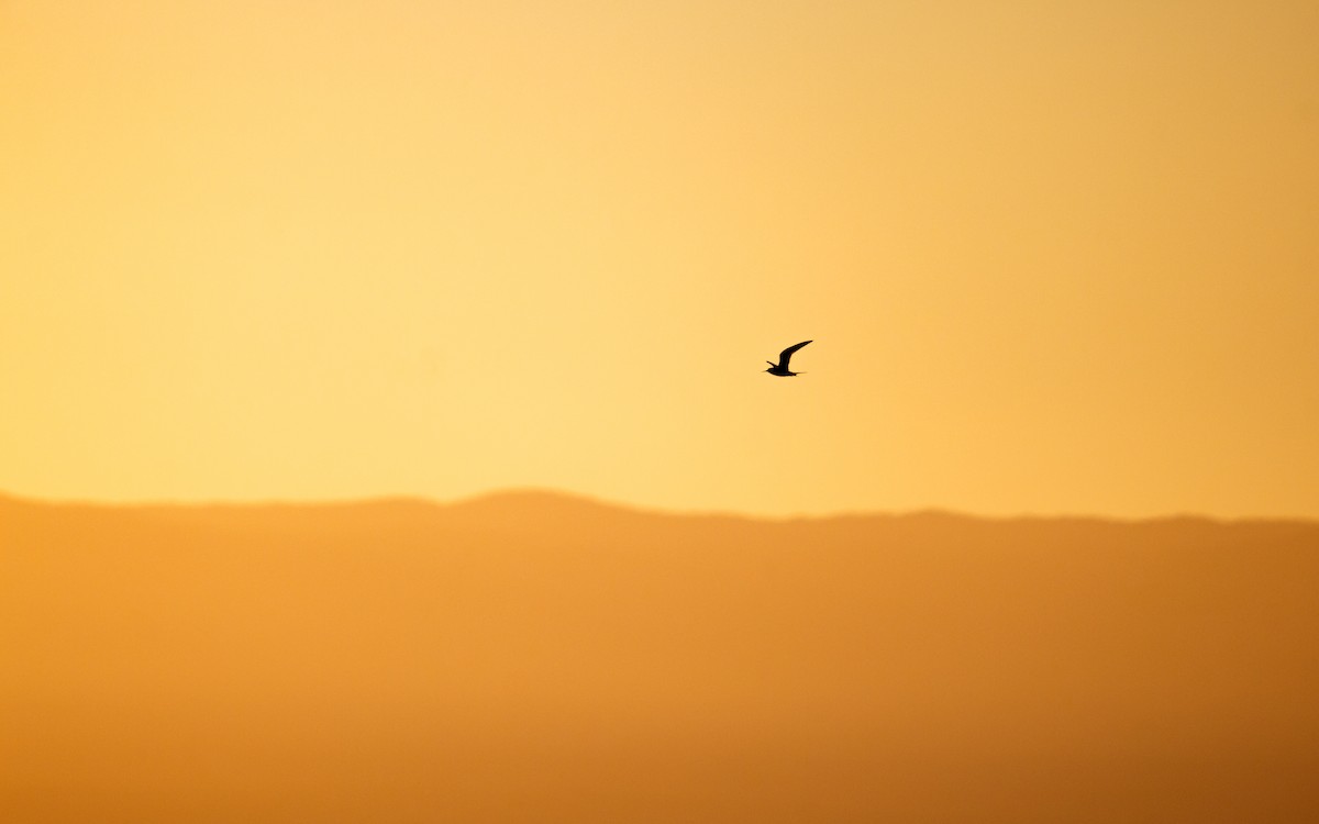 メリケンアジサシ - ML646671991