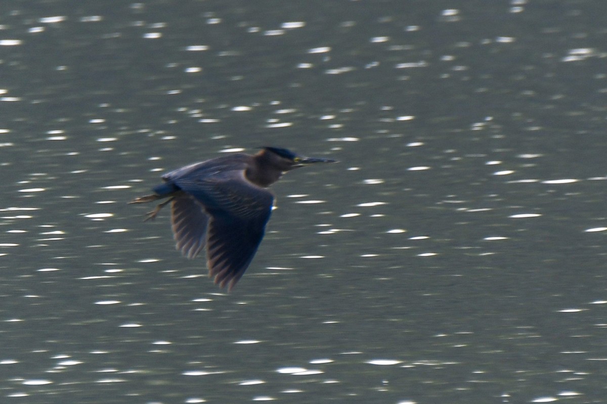 Little Heron - ML646671993