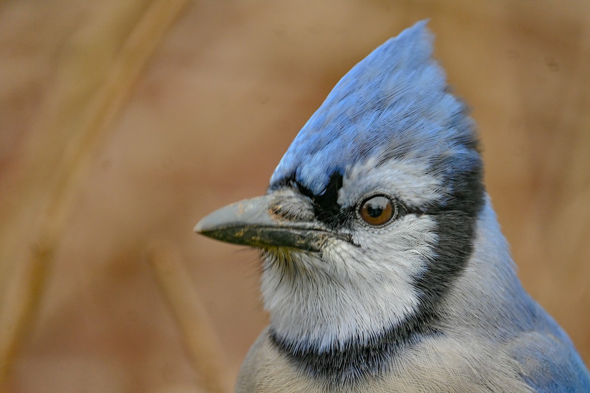 Голубая сойка - ML646671994