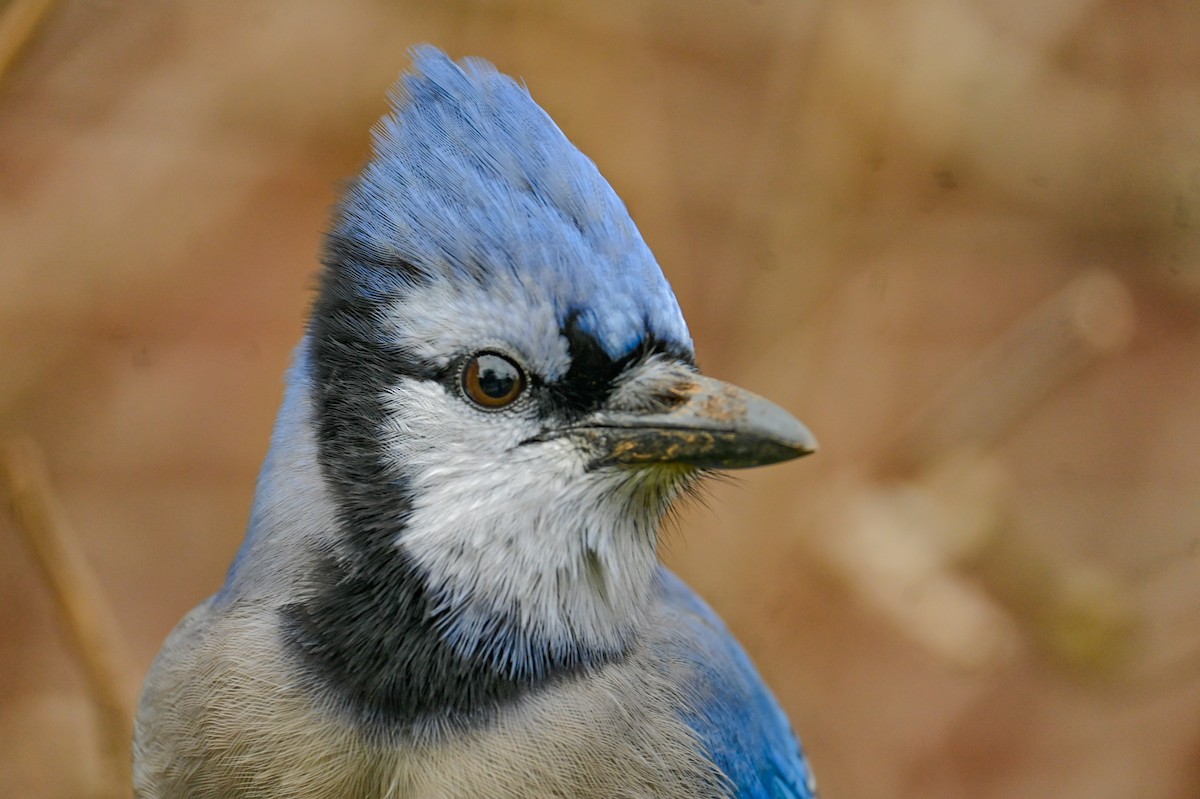 Голубая сойка - ML646671995