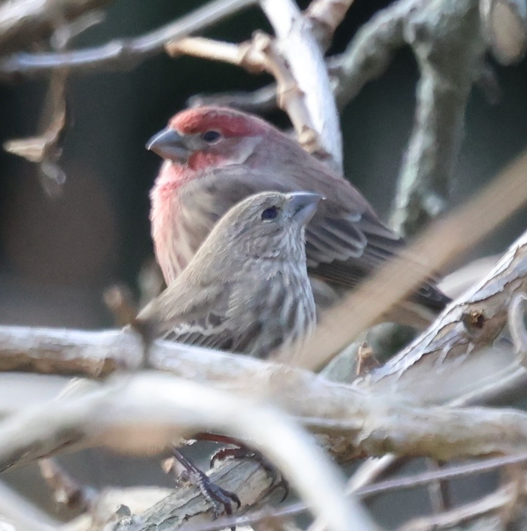 House Finch - ML646672020
