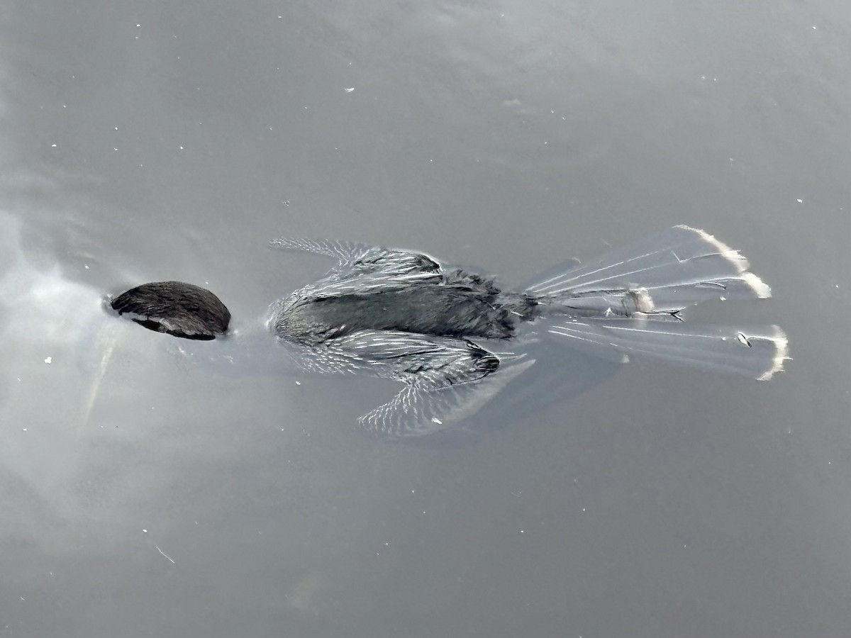 Anhinga - ML646672021