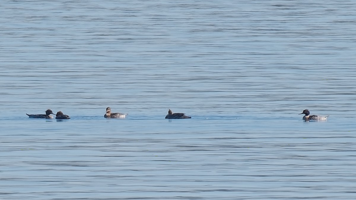 Zerra ertaina - ML646672023