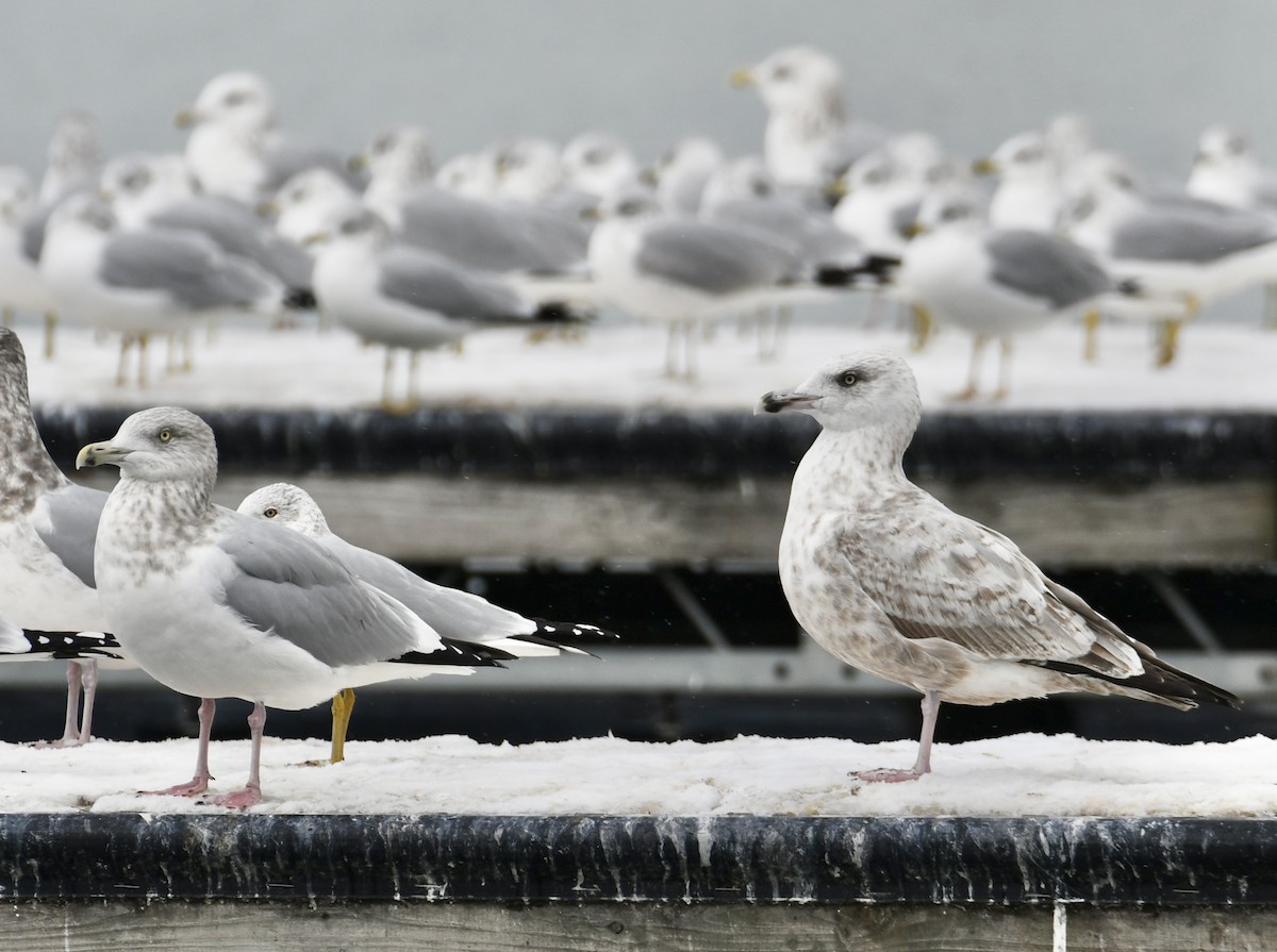 American Herring Gull - ML646672026