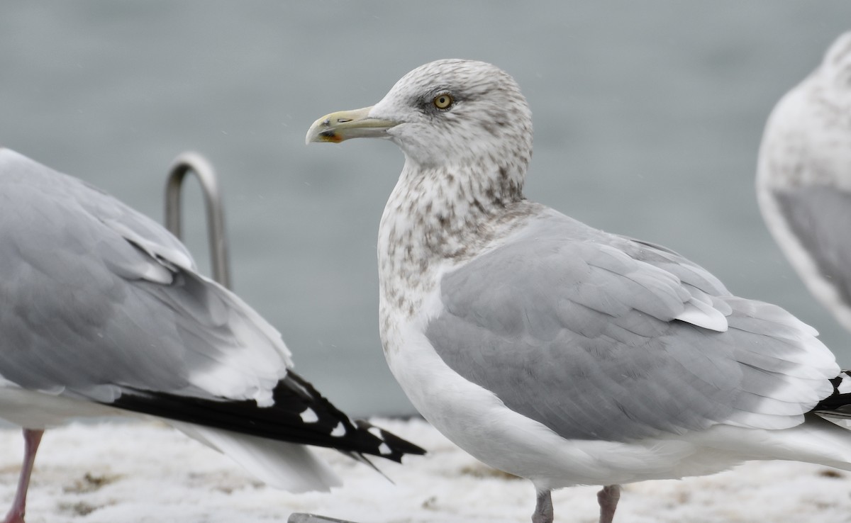 American Herring Gull - ML646672027