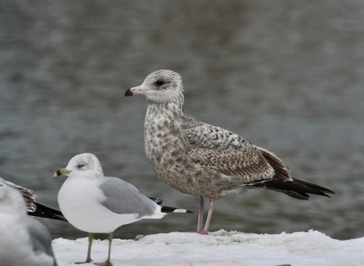 American Herring Gull - ML646672028
