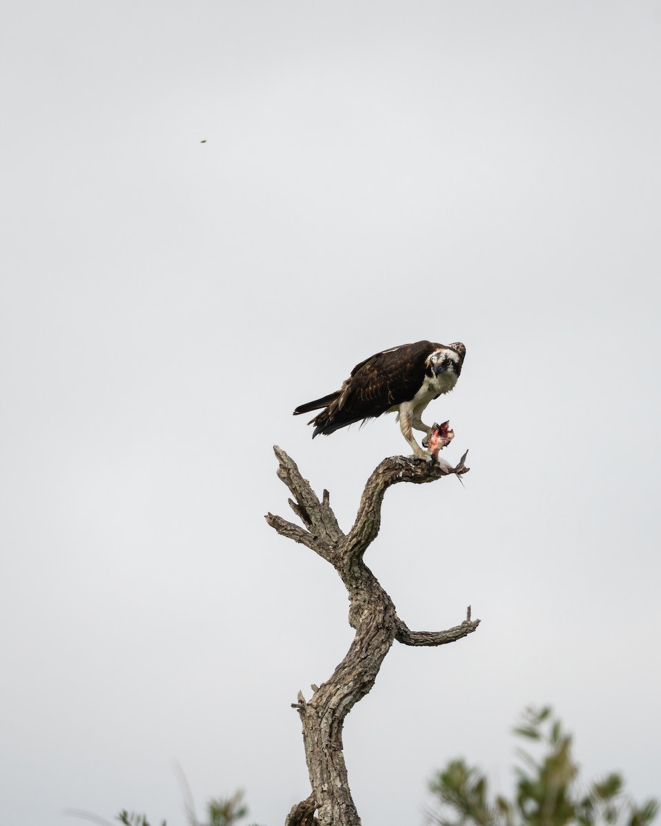 Osprey - ML646672030