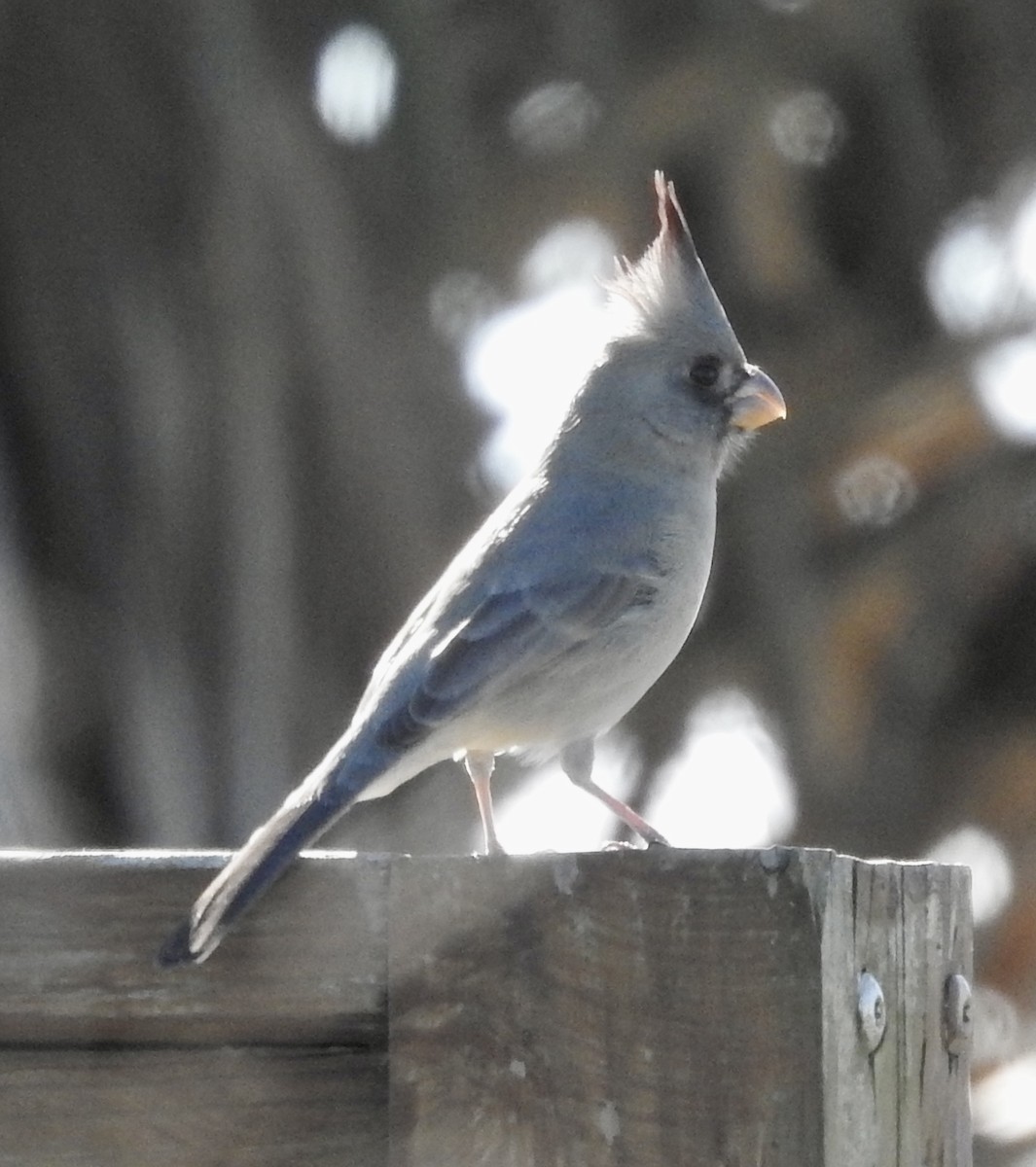 Pyrrhuloxia - ML646672031