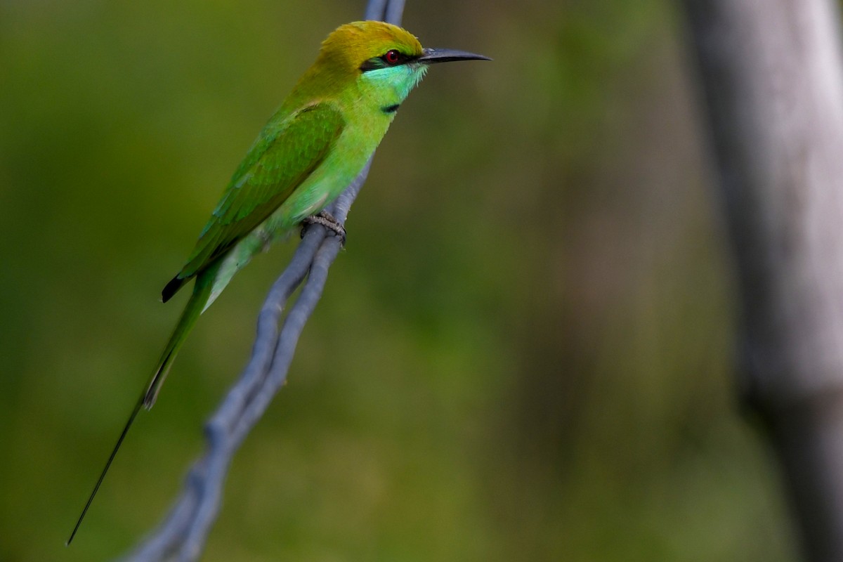 Asian Green Bee-eater - ML646672032