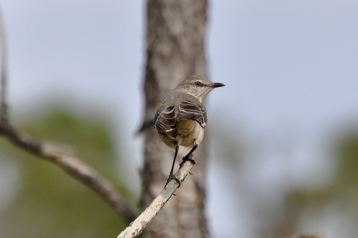 Northern Mockingbird - ML646672036