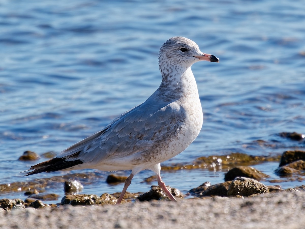 Ring-billed Gull - ML646672038