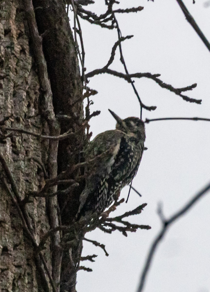 Pic maculé - ML646672040