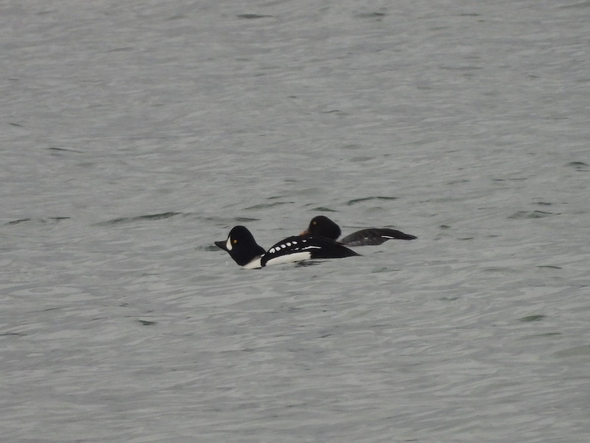 עבראש איסלנדי - ML646672044