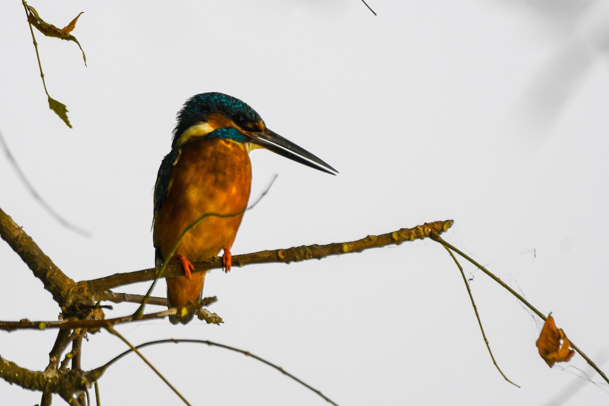 Common Kingfisher - ML646672047