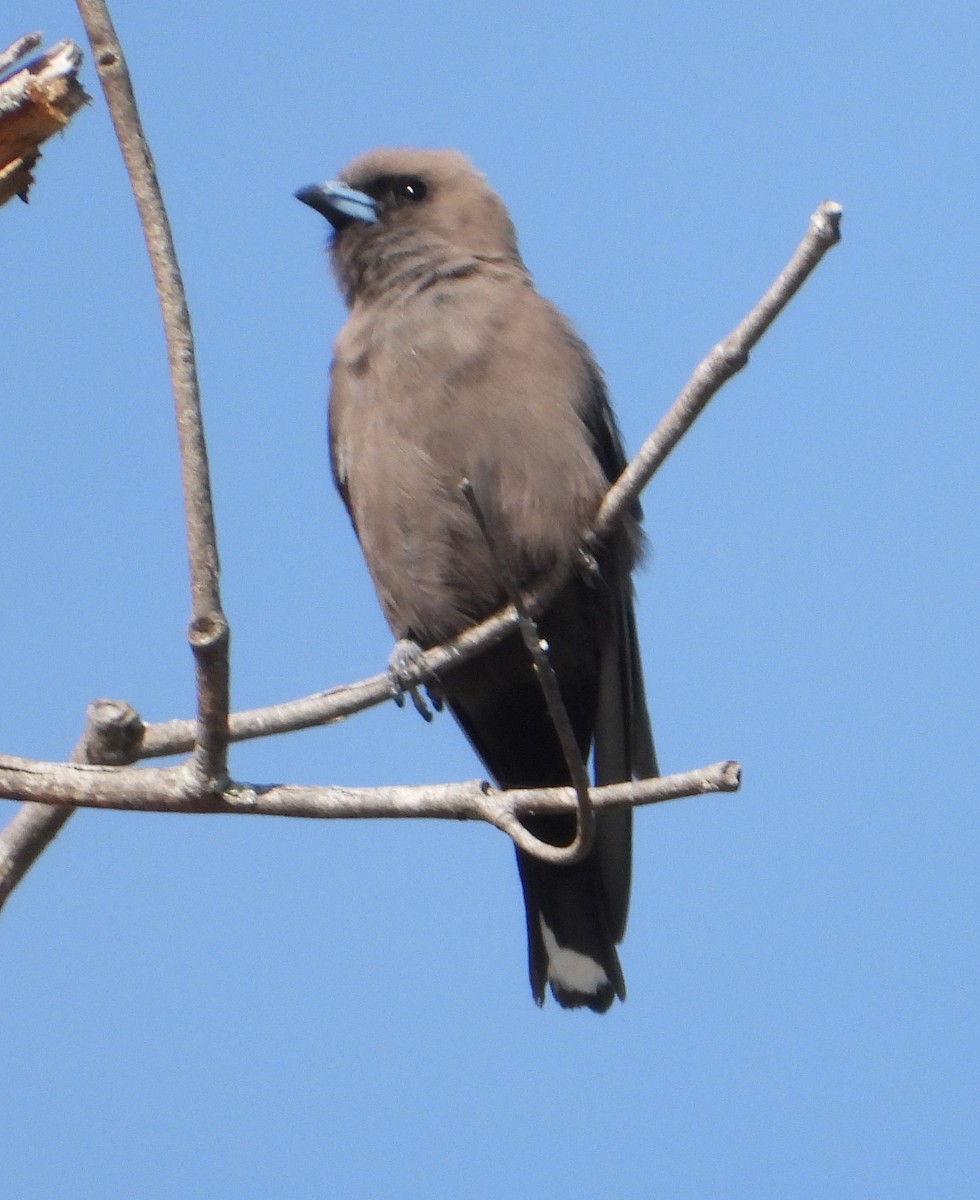 Dusky Woodswallow - ML646672048