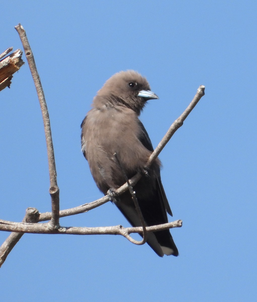 Dusky Woodswallow - ML646672049