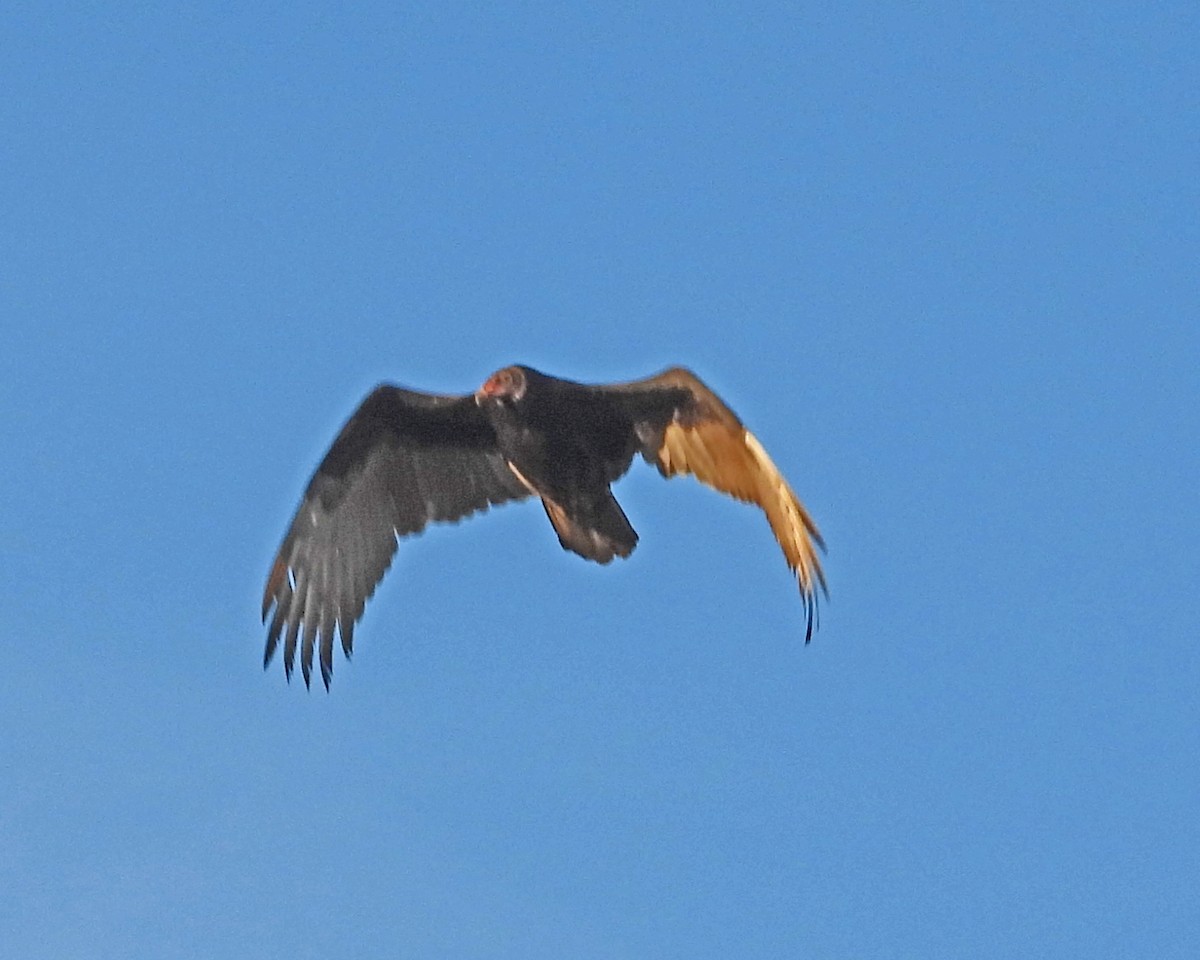 Turkey Vulture - ML646672056
