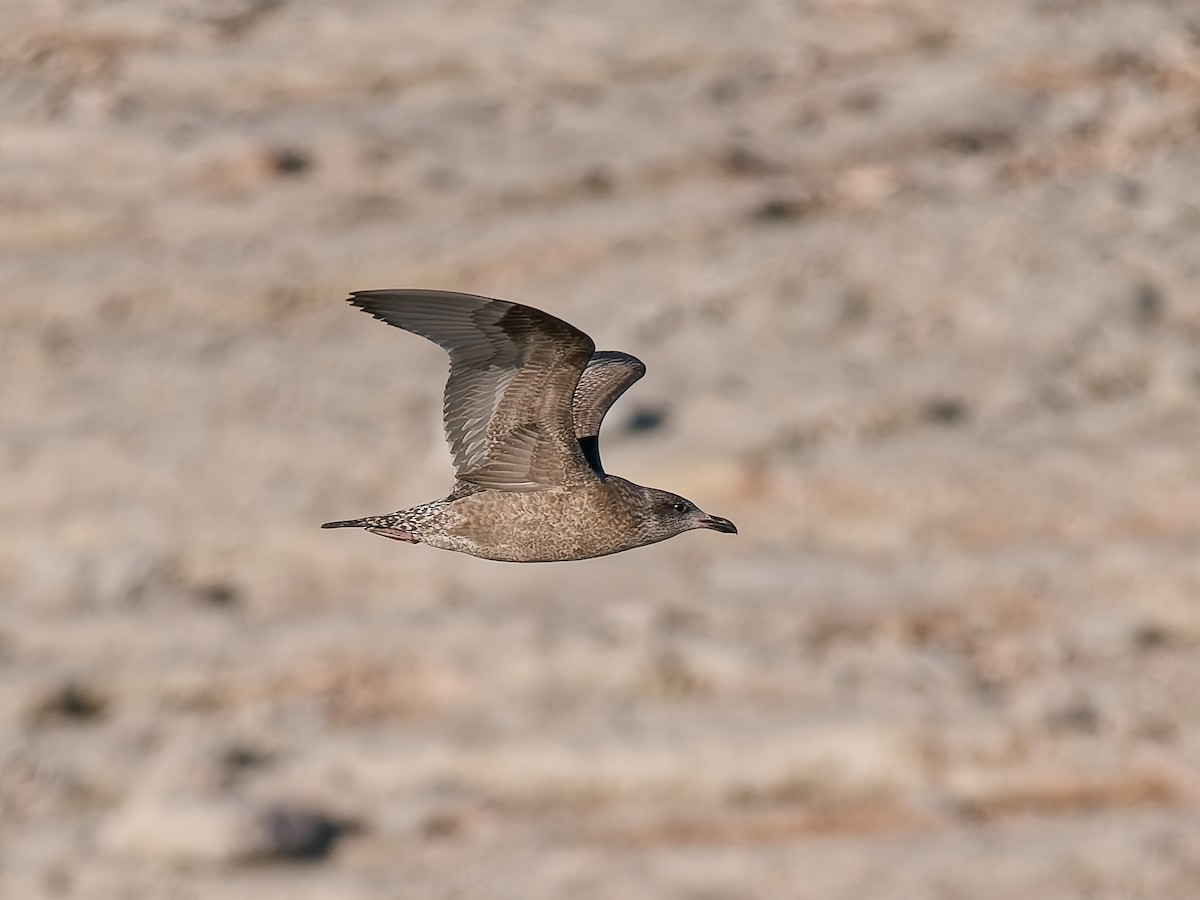 American Herring Gull - ML646672062