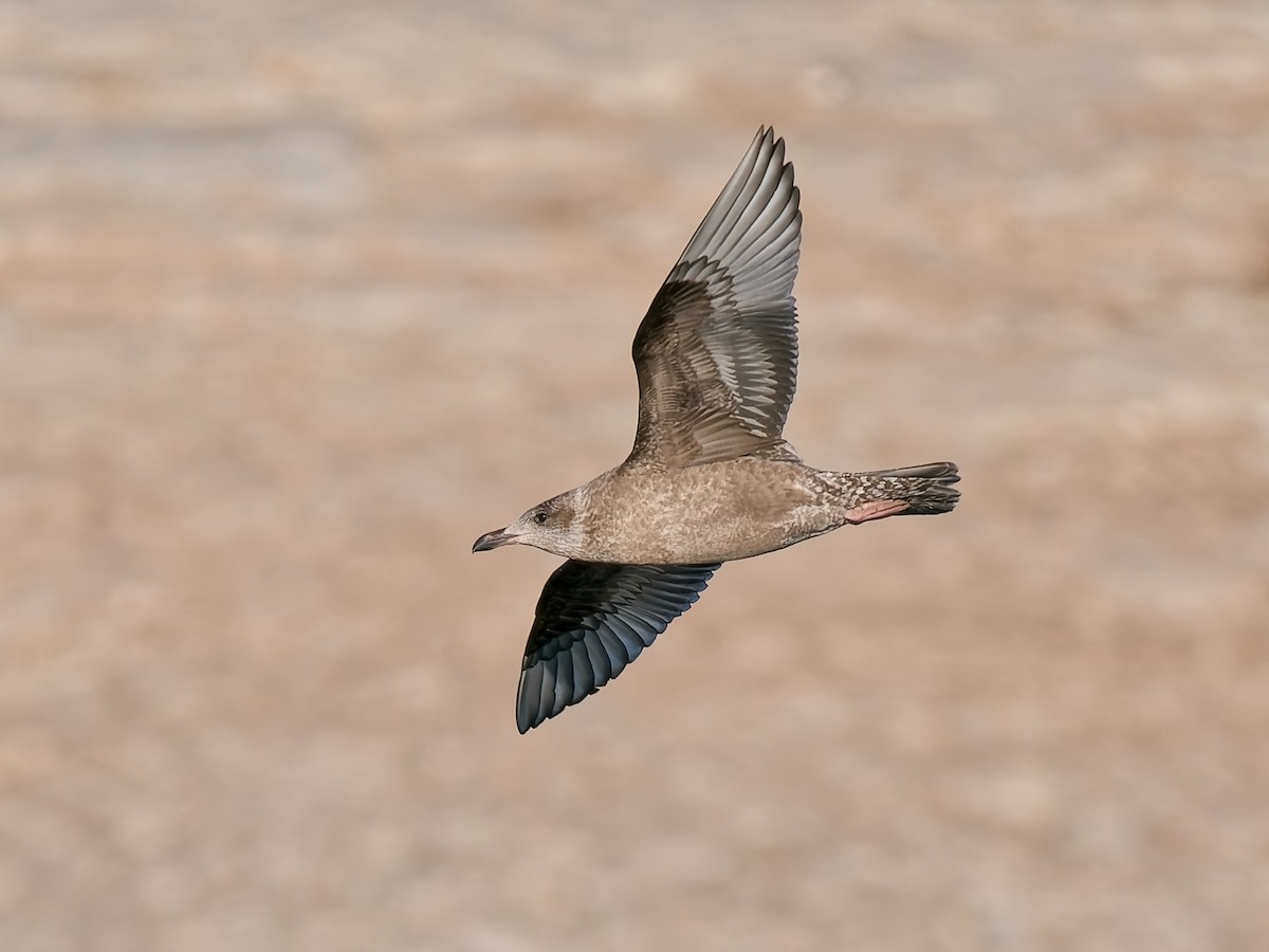 American Herring Gull - ML646672063