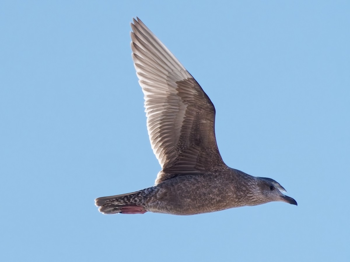 American Herring Gull - ML646672064