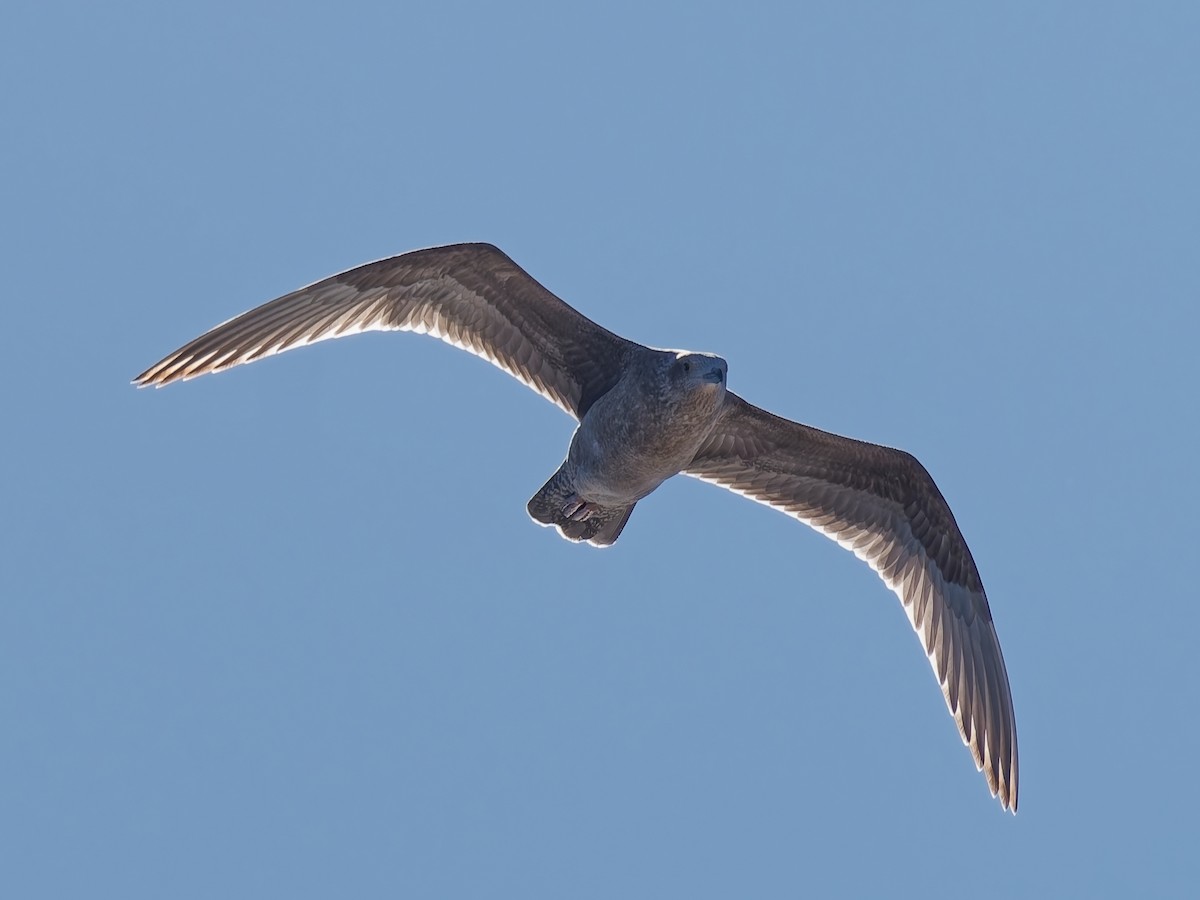 American Herring Gull - ML646672065