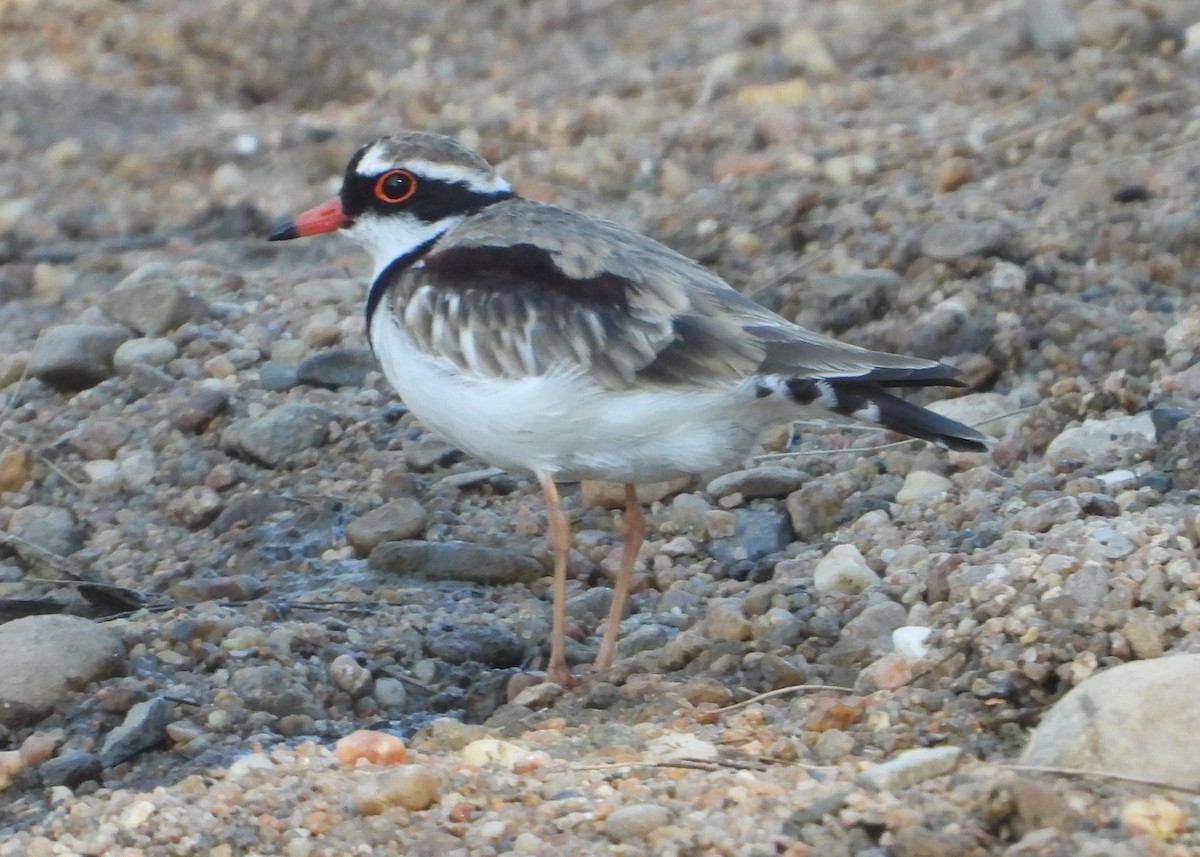 Black-fronted Dotterel - ML646672066
