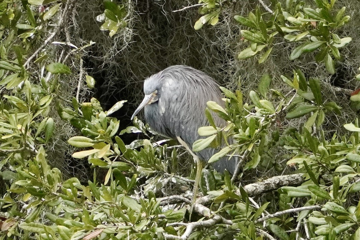 Tricolored Heron - ML646672067
