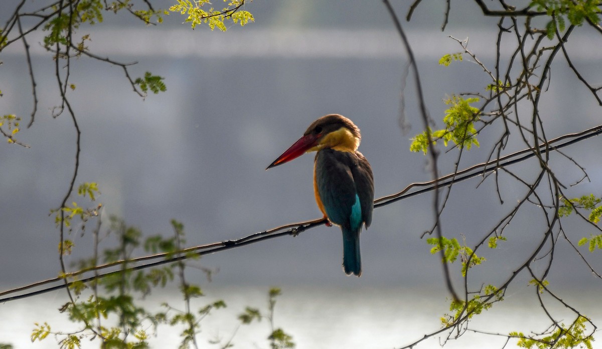 Stork-billed Kingfisher - ML646672069