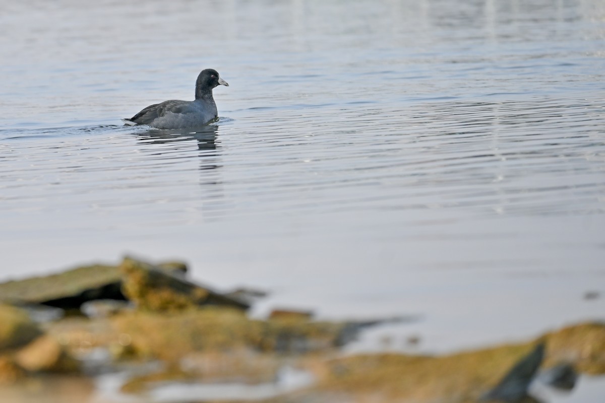 Американская лысуха - ML646672074