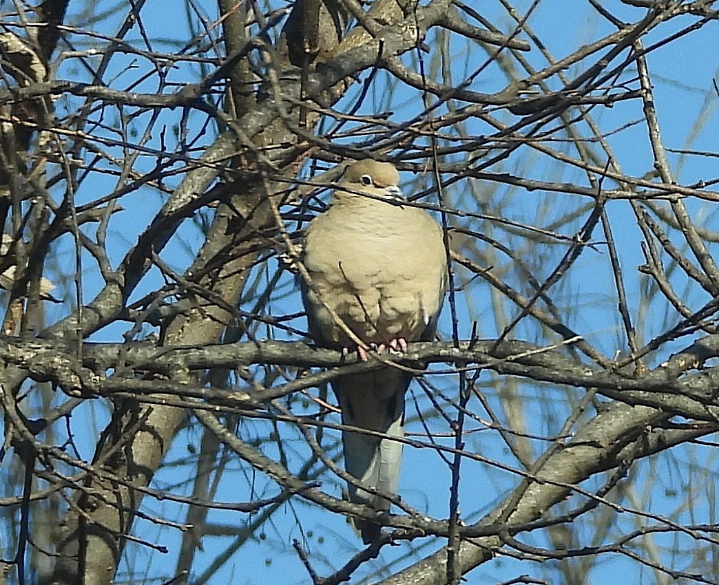 Uzun Kuyruklu Kumru - ML646672075