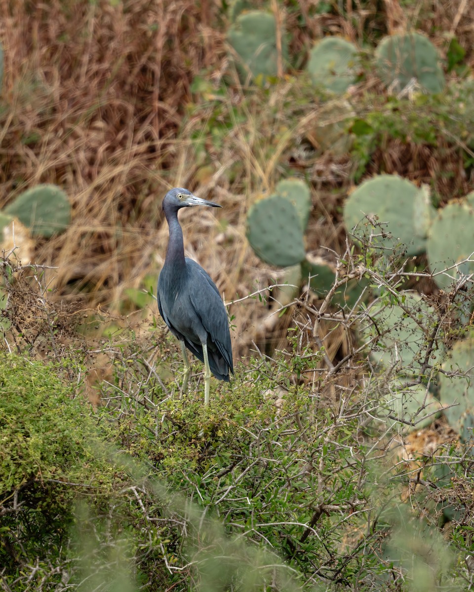 Little Blue Heron - ML646672076