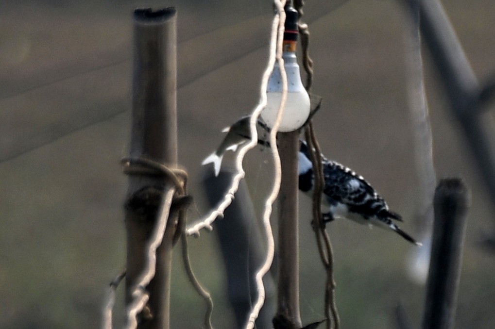 Pied Kingfisher - ML646672077