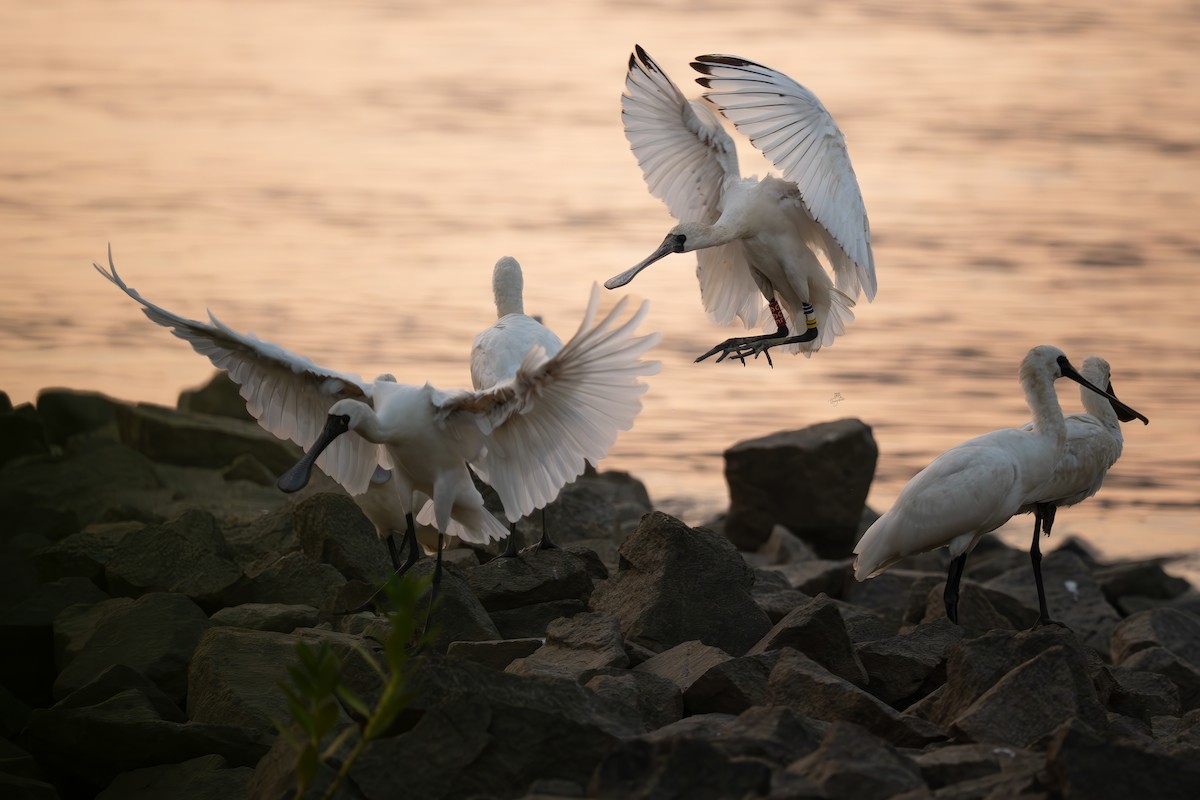 クロツラヘラサギ - ML646672078