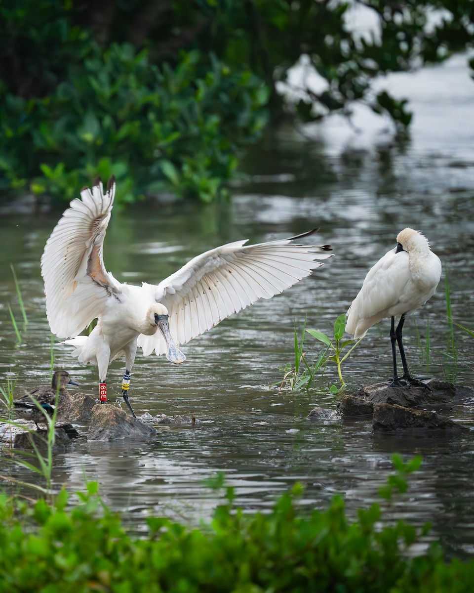 クロツラヘラサギ - ML646672079