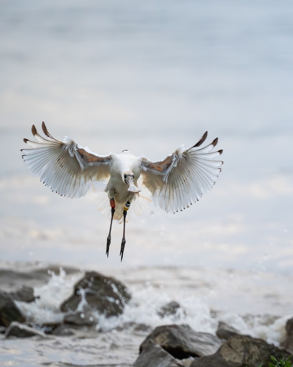 クロツラヘラサギ - ML646672080