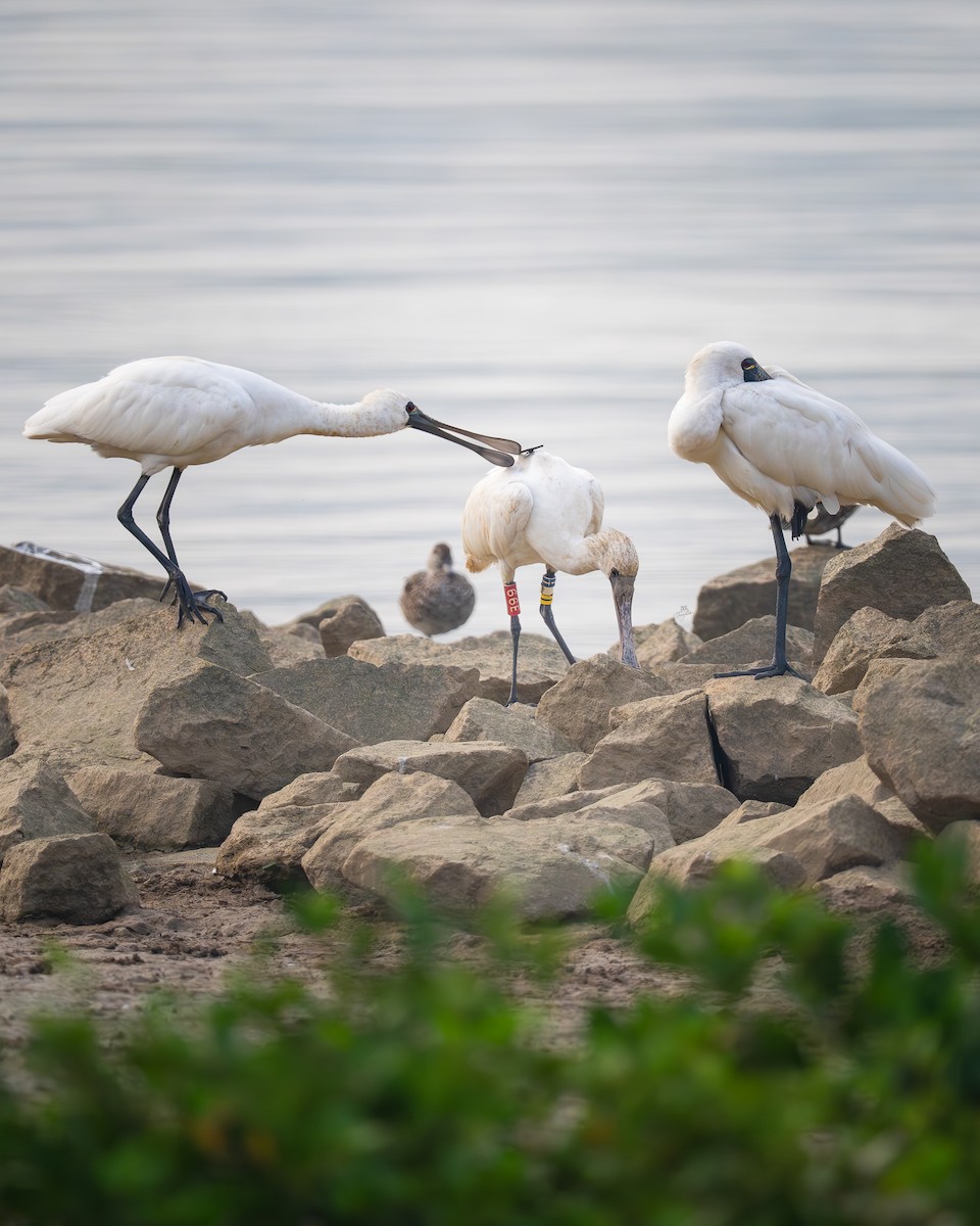 クロツラヘラサギ - ML646672081