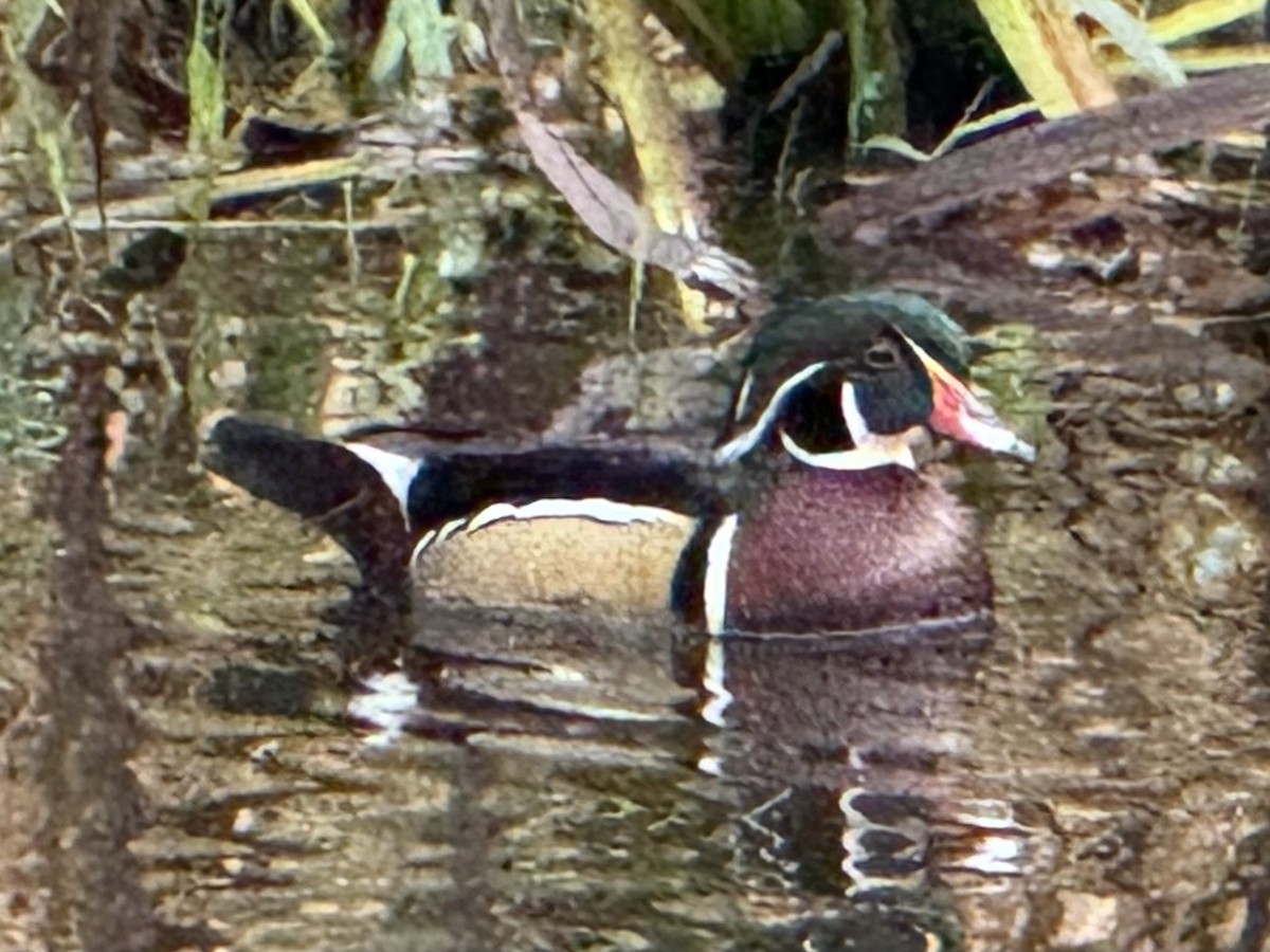 Каролінка - ML646672082