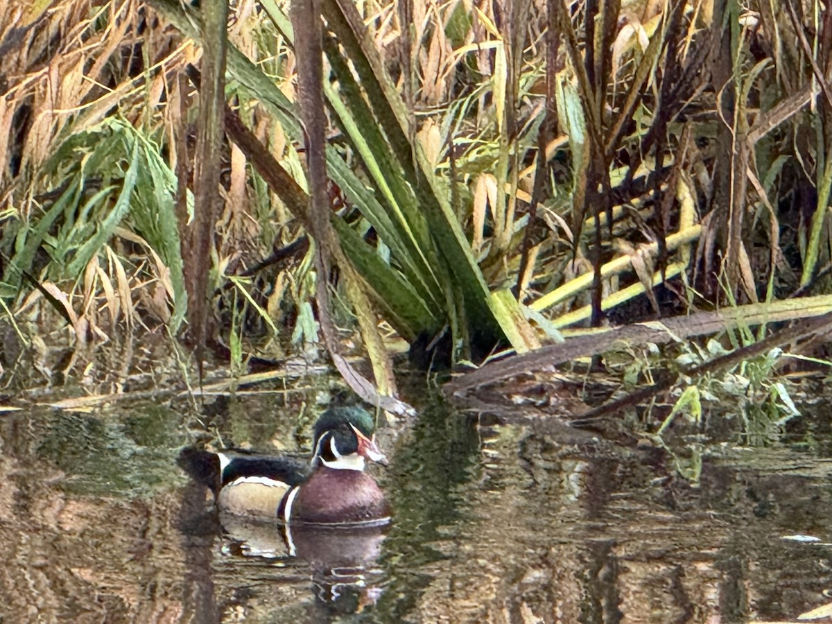 Каролінка - ML646672083