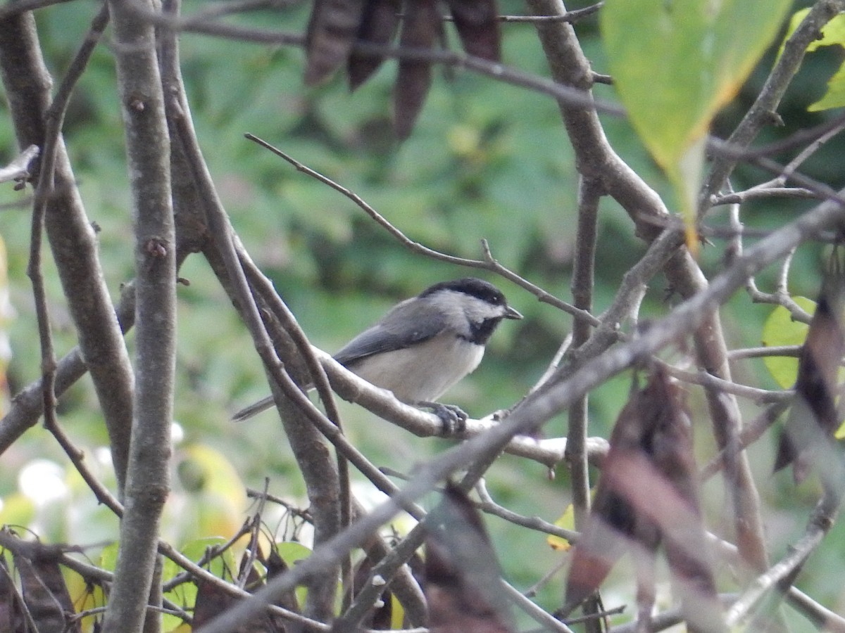 Carolina Chickadee - ML646672085